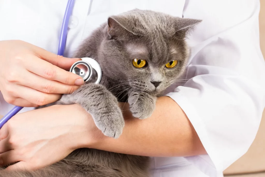 Cardiology